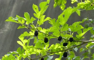 White Mulberry (Morus alba), bloom