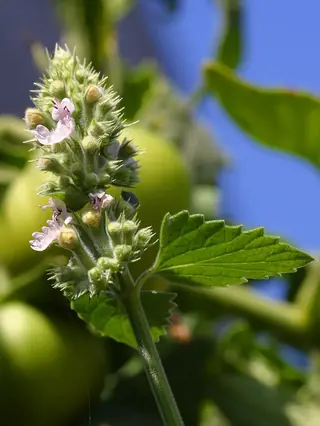 LITTLE TRUDY Catmint (Nepeta 'Psfike'), mature form