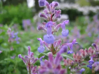 LITTLE TRUDY Catmint