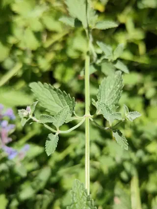Catmint (Nepeta x faassenii), foliage
