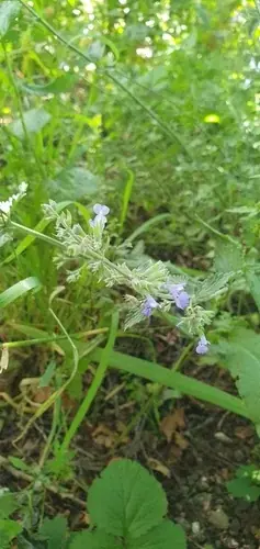 Catmint (Nepeta x faassenii), mature form