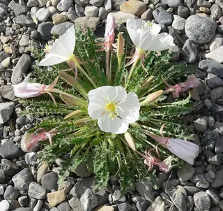 White-tufted Evening-Primrose (Oenothera caespitosa), foliage