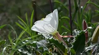 White-tufted Evening-Primrose (Oenothera caespitosa), fall color