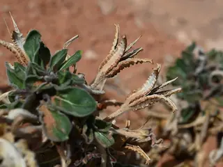 White-tufted Evening-Primrose (Oenothera caespitosa), habit