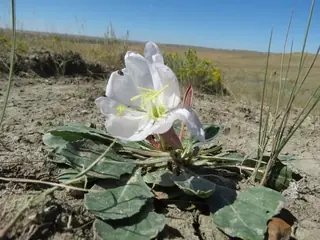 White-tufted Evening-Primrose (Oenothera caespitosa), mature form