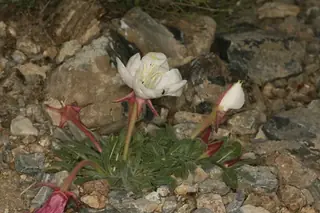 White-tufted Evening-Primrose