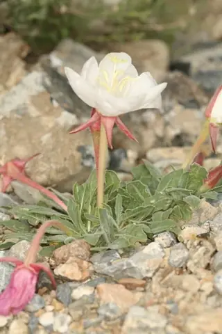 White-tufted Evening-Primrose (Oenothera caespitosa), bloom