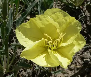 Howard’s Evening-Primrose (Oenothera howardii), bloom
