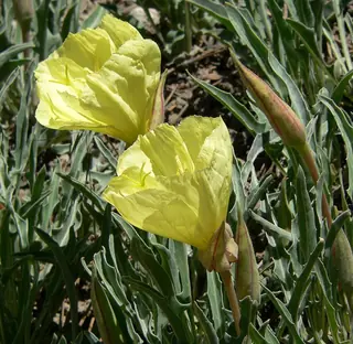 Howard’s Evening-Primrose (Oenothera howardii), mature form