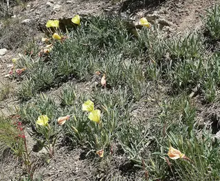 Howard’s Evening-Primrose