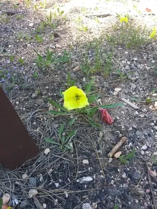 Howard’s Evening-Primrose (Oenothera howardii), foliage