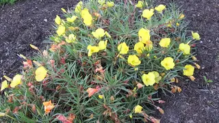 Missouri Evening Primrose (Oenothera macrocarpa), mature form