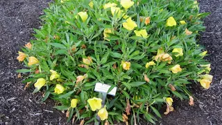 Missouri Evening Primrose (Oenothera macrocarpa), foliage