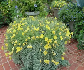 Missouri Evening Primrose
