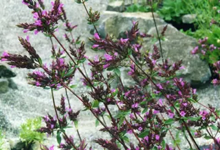 Kent Beauty ornamental oregano (Origanum 'Kent Beauty'), bloom