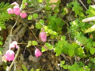 Hopflower Oregano (Origanum libanoticum), foliage