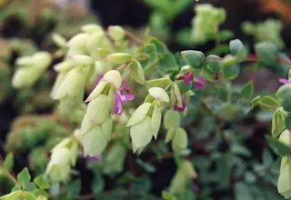 Hopflower Oregano (Origanum libanoticum), bloom