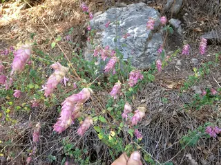 Hopflower Oregano (Origanum libanoticum), mature form