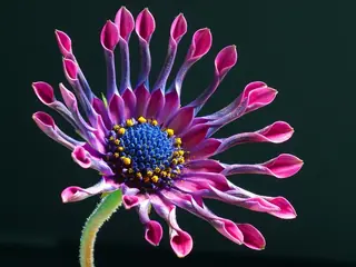 Avalanche White Sun Daisy (Osteospermum 'Avalanche'), foliage