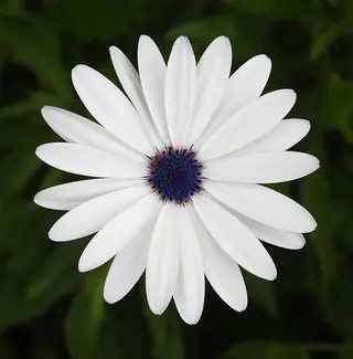 Avalanche White Sun Daisy (Osteospermum 'Avalanche'), mature form