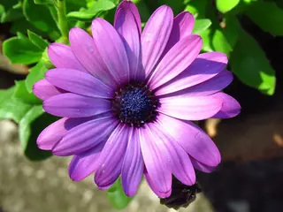 Avalanche White Sun Daisy