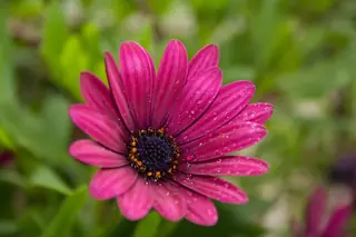 PURPLE MOUNTAIN Sun Daisy (Osteospermum barberae 'P005S'), mature form