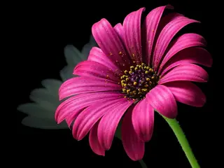 PURPLE MOUNTAIN Sun Daisy (Osteospermum barberae 'P005S'), foliage
