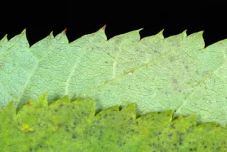 American Hophornbeam (Ostrya virginiana), foliage