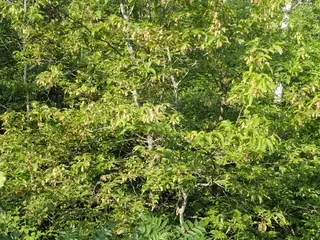 Hophornbeam, American Hophornbeam