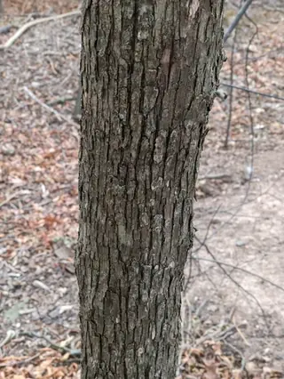 American Hophornbeam (Ostrya virginiana), mature form