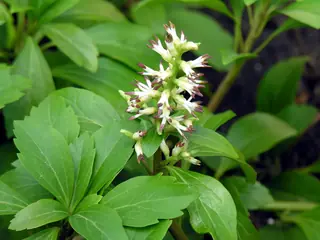 Japanese spurge (Pachysandra terminalis), fall color