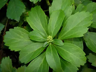 Japanese spurge (Pachysandra terminalis), foliage