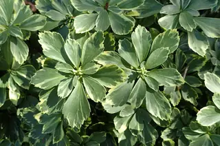 Japanese spurge (Pachysandra terminalis), bloom