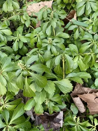 Japanese spurge (Pachysandra terminalis), mature form