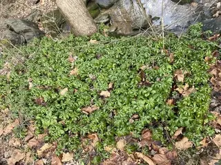 Japanese spurge