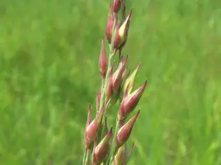 Switchgrass (Panicum virgatum), mature form
