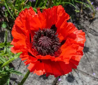 Oriental poppy (Papaver orientale), fall color