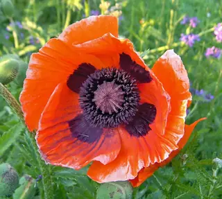 Oriental poppy (Papaver orientale), bloom