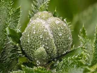 Oriental poppy (Papaver orientale), habit