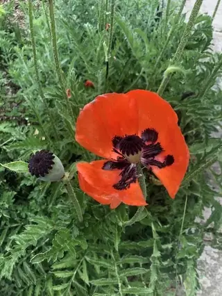 Oriental poppy (Papaver orientale), foliage