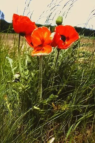 Oriental poppy