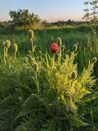 Oriental poppy (Papaver orientale), mature form