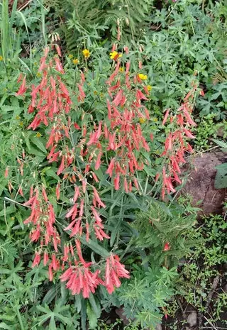 Beardlip penstemon