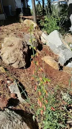 Beardlip penstemon (Penstemon barbatus), mature form