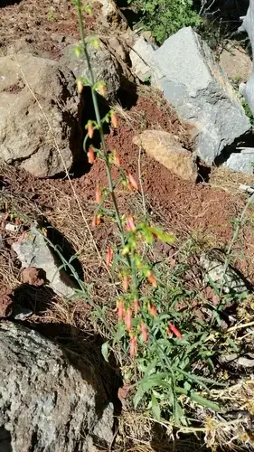 Beardlip penstemon (Penstemon barbatus), foliage