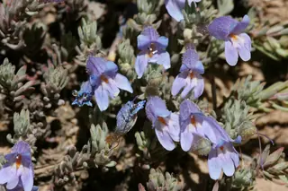 Mat penstemon (Penstemon caespitosus), foliage
