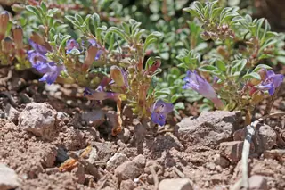 Mat penstemon (Penstemon caespitosus), mature form