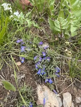 Mat penstemon