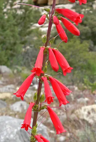 Firecracker Penstemon (Penstemon eatonii), mature form