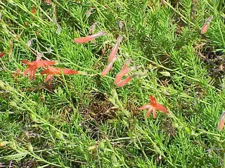 Pineleaf Penstemon (Penstemon pinifolius), foliage